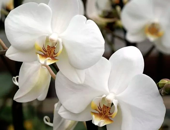 Orchidea Sculpture Light by Koket