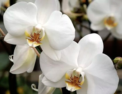 Orchidea Sculpture Light by Koket